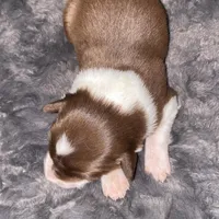 Male #4, a male Border Collie for sale in Kutztown, PA – Photo 4 of 4