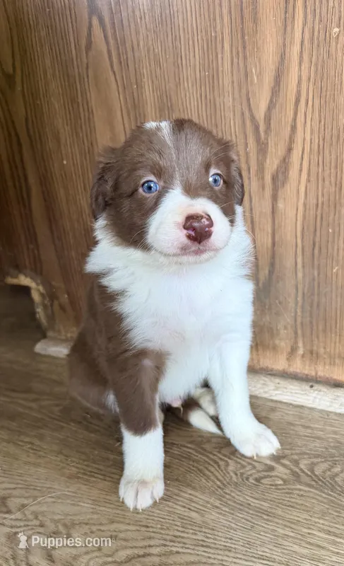 Male #4 – Border Collie puppy for sale in Kutztown, PA