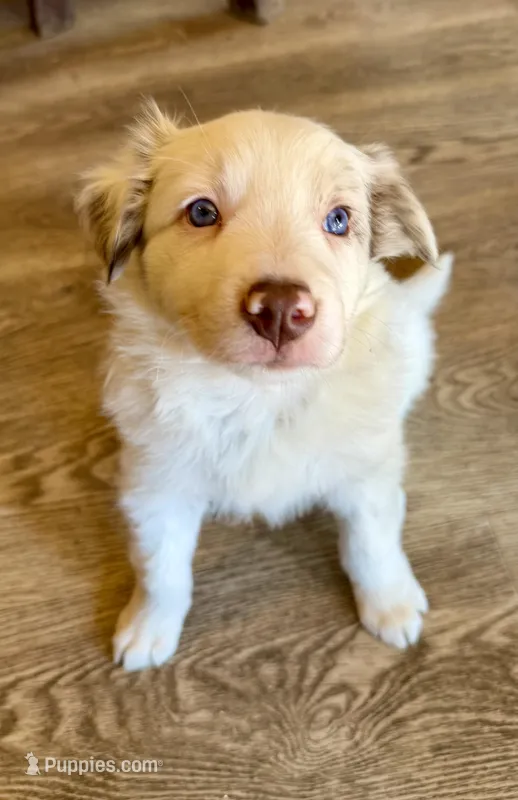 Male #4 – Border Collie, Pembroke Welsh Corgi puppy for sale in Kutztown, PA