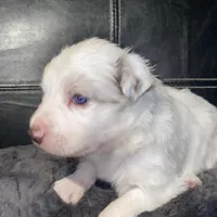 Male #4, a male Border Collie and Pembroke Welsh Corgi for sale in Kutztown, PA – Photo 2 of 2
