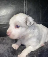 Male #4, a male Border Collie and Pembroke Welsh Corgi for sale in Kutztown, PA – Photo 1 of 2