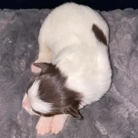 Male #3, a male Border Collie for sale in Kutztown, PA – Photo 3 of 3