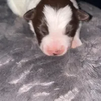 Male #3, a male Border Collie for sale in Kutztown, PA – Photo 2 of 3