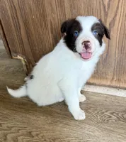 Male #3, a male Border Collie for sale in Kutztown, PA – Photo 1 of 3