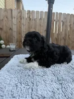 Puppy 4, a female Shihpoo and Chihuahua for sale in Niles, IL – 5 of 9