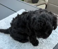 Pup3, a male Shihpoo and Chihuahua for sale in Niles, IL – 5 of 6