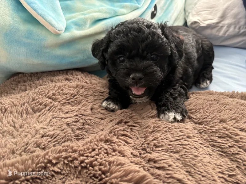 Tux – Shihpoo, Chihuahua puppy for sale in Niles, IL