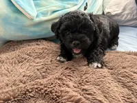 Tux, a female Shihpoo and Chihuahua for sale in Niles, IL – 1 of 3