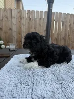 Puppy 4, a female Shihpoo and Chihuahua for sale in Niles, IL – 9 of 9