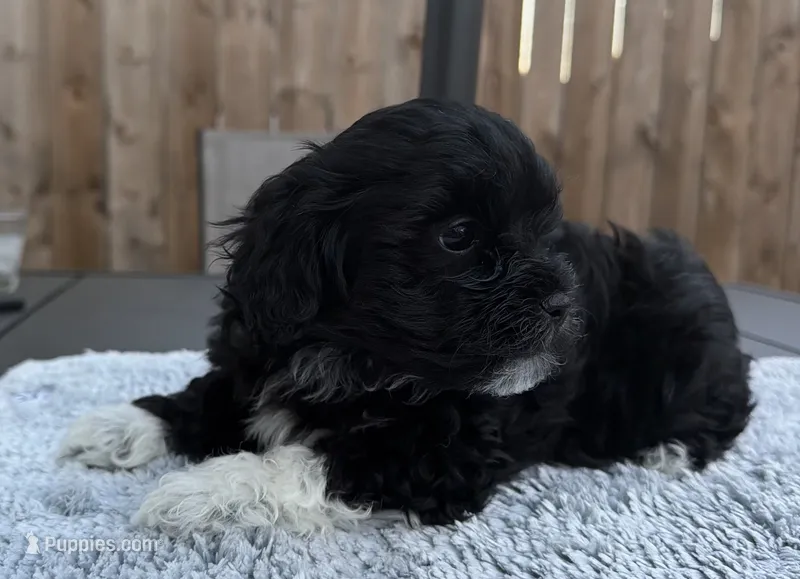 Puppy 4, a female Shihpoo and Chihuahua for sale in Niles, IL – 1 of 9