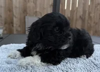 Puppy 4, a female Shihpoo and Chihuahua for sale in Niles, IL – 1 of 9
