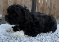 Puppy 4, a female Shihpoo and Chihuahua for sale in Niles, IL – 2 of 9