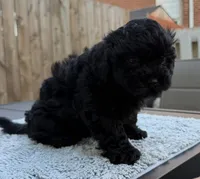 Pup3, a male Shihpoo and Chihuahua for sale in Niles, IL – 6 of 6