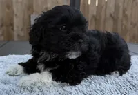 Puppy 4, a female Shihpoo and Chihuahua for sale in Niles, IL – 8 of 9
