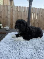 Puppy 4, a female Shihpoo and Chihuahua for sale in Niles, IL – 7 of 9