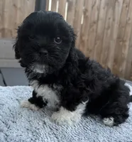 Puppy 4, a female Shihpoo and Chihuahua for sale in Niles, IL – 6 of 9