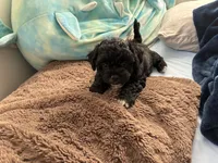 Tux, a female Shihpoo and Chihuahua for sale in Niles, IL – 2 of 3
