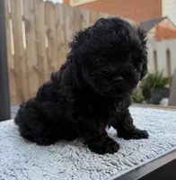 Pup3, a male Shihpoo and Chihuahua for sale in Niles, IL – 4 of 6
