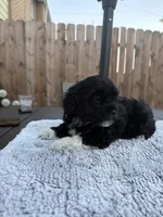 Puppy 4, a female Shihpoo and Chihuahua for sale in Niles, IL – 3 of 9