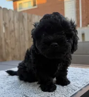 Pup3, a male Shihpoo and Chihuahua for sale in Niles, IL – 1 of 6