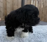Puppy 4, a female Shihpoo and Chihuahua for sale in Niles, IL – 4 of 9