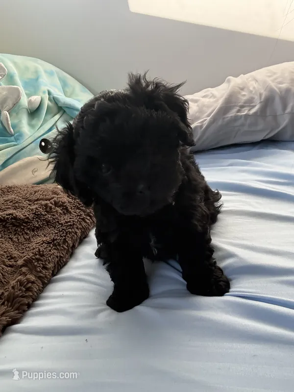 Puppy2 – Chihuahua puppy for sale in Niles, IL