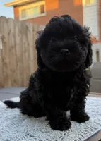 Pup3, a male Shihpoo and Chihuahua for sale in Niles, IL – 2 of 6