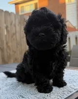 Pup3, a male Shihpoo and Chihuahua for sale in Niles, IL – 3 of 6