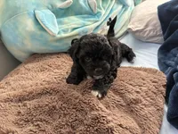 Tux, a female Shihpoo and Chihuahua for sale in Niles, IL – 3 of 3