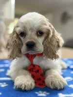 AKC Peter # 9404 Red Roan, a male Cocker Spaniel for sale in Exeter, MO – 4 of 10