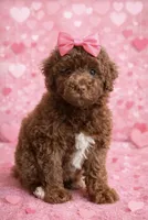 Tobie, a female Poodle - Miniature  for sale in Exeter, MO – Photo 1 of 7