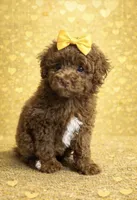Tobie, a female Poodle - Miniature  for sale in Exeter, MO – Photo 2 of 7