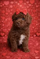 Tobie, a female Poodle - Miniature  for sale in Exeter, MO – Photo 5 of 7