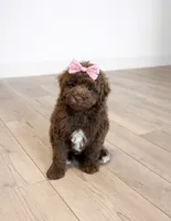 Tobie, a female Poodle - Miniature  for sale in Exeter, MO – Photo 7 of 7