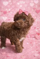 Tobie, a female Poodle - Miniature  for sale in Exeter, MO – Photo 6 of 7