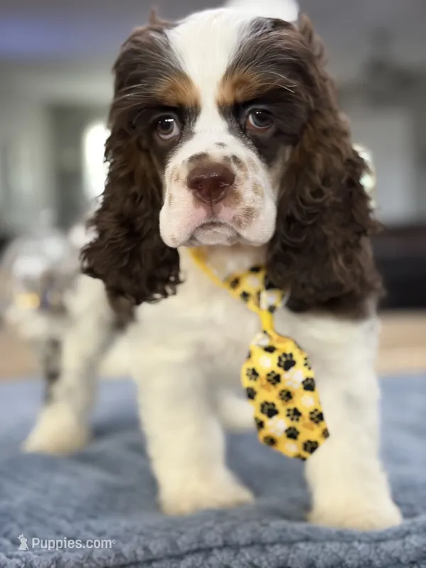 AKC Eva’s Boy – Cocker Spaniel puppy for sale in Exeter, MO