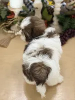 Lola’s boy #2.  4675 ⭐️⭐️⭐️, a male Shih Tzu for sale in Exeter, MO – 2 of 10