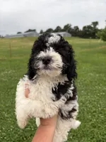 Black white male #1, a male Poodle - Miniature  for sale in Exeter, MO – 4 of 9