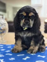 AKC BLACK AND TAN# 4843, a female Cocker Spaniel for sale in Exeter, MO – 9 of 9