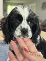 AKC PARTI  Boy❗️❗️ #4842❗️❗️, a male Cocker Spaniel for sale in Exeter, MO – 9 of 10