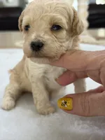 Kandys girl #4674, a female Poodle - Miniature  for sale in Exeter, MO – 5 of 10