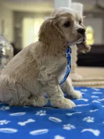 AKC Prince # 9402 Buff, a male Cocker Spaniel for sale in Exeter, MO – 3 of 10