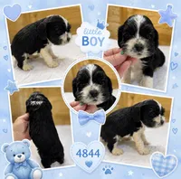 AKC parti # 4844, a male Cocker Spaniel for sale in Exeter, MO – 2 of 3