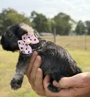 Mercy’s girl #1. AKC, a female Miniature Schnauzer for sale in Exeter, MO – 2 of 10