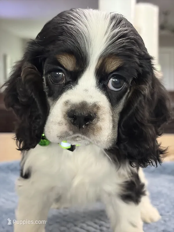 AKC TRI # 4847 – Cocker Spaniel puppy for sale in Exeter, MO