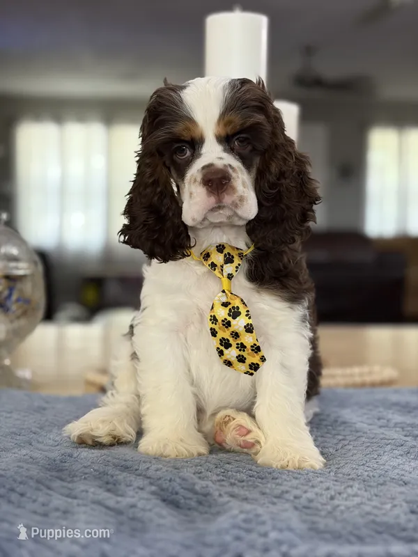 AKC Eva’s Boy – Cocker Spaniel puppy for sale in Exeter, MO