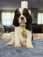 AKC Eva’s Boy, a male Cocker Spaniel for sale in Exeter, MO – 1 of 10