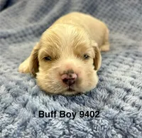 AKC Prince # 9402 Buff, a male Cocker Spaniel for sale in Exeter, MO – 5 of 8