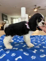 AKC TRI Girl # 4847, a female Cocker Spaniel for sale in Exeter, MO – 8 of 10
