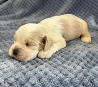 AKC Parker # 9405 Red Roan, a male Cocker Spaniel for sale in Exeter, MO – 6 of 10
